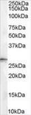 Anti-14-3-3 SIGMA/STRATIFIN antibody produced in goat affinity isolated antibody, buffered aqueous solution