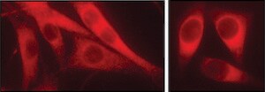 Anti-Derlin-1 antibody produced in rabbit ~1&#160;mg/mL, affinity isolated antibody, buffered aqueous solution