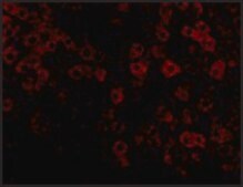 Anti-TIP47 antibody produced in rabbit affinity isolated antibody, buffered aqueous solution