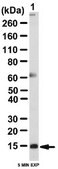 Anti-Cystatin-C Antibody from rabbit, purified by affinity chromatography