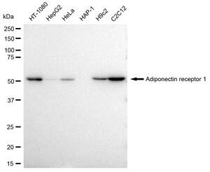 KD-Validated Anti Adiponectin receptor 1 Antibody, clone 23GB3150, Rabbit Monoclonal clone 23GB3150, recombinant rabbit monoclonal, expressed in HEK293 cells