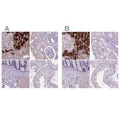 Anti-DBH antibody produced in rabbit Prestige Antibodies® Powered by Atlas Antibodies, affinity isolated antibody