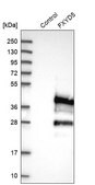 Anti-FXYD5 antibody produced in rabbit Prestige Antibodies&#174; Powered by Atlas Antibodies, affinity isolated antibody, buffered aqueous glycerol solution