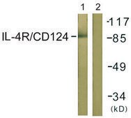 Anti-IL-4R antibody produced in rabbit affinity isolated antibody
