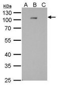 Monoclonal Anti-Dengue virus Type 2 NS5 protein antibody produced in mouse clone GT361, affinity isolated antibody