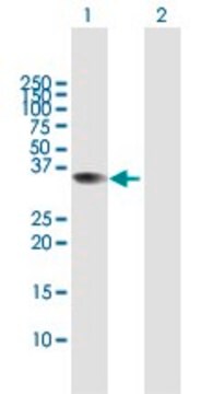 Anti-C9orf30 antibody produced in mouse purified immunoglobulin, buffered aqueous solution