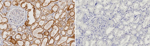 Anti-MAVS Antibody, clone 1L3 ZooMAb&#174; Rabbit Monoclonal recombinant, expressed in HEK 293 cells