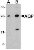 Anti-AQP2 antibody produced in rabbit affinity isolated antibody