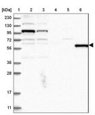 Anti-MSL3 antibody produced in rabbit Prestige Antibodies&#174; Powered by Atlas Antibodies, affinity isolated antibody, buffered aqueous glycerol solution