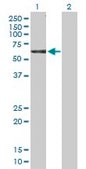 Anti-NCK1 antibody produced in rabbit purified immunoglobulin, buffered aqueous solution