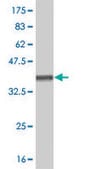 Monoclonal Anti-PAX7 antibody produced in mouse clone 3C9, purified immunoglobulin, buffered aqueous solution