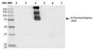 Monoclonal Anti-N-terminal Arginylation-Atto 390 antibody produced in mouse clone 4A9