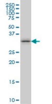 Monoclonal Anti-TSSK6 antibody produced in mouse clone 6F5, purified immunoglobulin, buffered aqueous solution