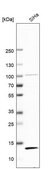 Anti-TAX1BP3 antibody produced in rabbit Prestige Antibodies® Powered by Atlas Antibodies, affinity isolated antibody