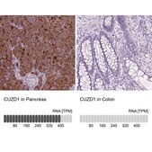 Anti-CUZD1 antibody produced in rabbit Prestige Antibodies® Powered by Atlas Antibodies, affinity isolated antibody, buffered aqueous glycerol solution