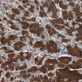 Anti-CAPNS1 antibody produced in rabbit Prestige Antibodies&#174; Powered by Atlas Antibodies, affinity isolated antibody, buffered aqueous glycerol solution