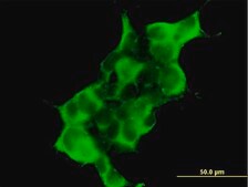 Anti-DTNA antibody produced in mouse purified immunoglobulin, buffered aqueous solution