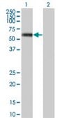 ANTI-MKNK1 antibody produced in mouse clone 3C9, purified immunoglobulin, buffered aqueous solution