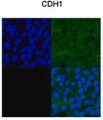 Anti-CDH1 antibody produced in rabbit affinity isolated antibody