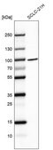 Anti-BRF1 antibody produced in rabbit Prestige Antibodies&#174; Powered by Atlas Antibodies, affinity isolated antibody