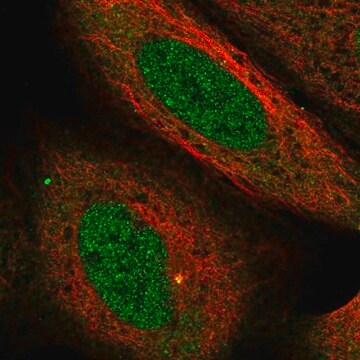 Anti-USP38 antibody produced in rabbit Prestige Antibodies&#174; Powered by Atlas Antibodies, affinity isolated antibody