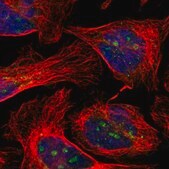 Anti-EFCAB14 antibody produced in rabbit Prestige Antibodies&#174; Powered by Atlas Antibodies, affinity isolated antibody, buffered aqueous glycerol solution