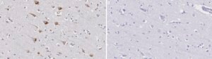 Anti-SLC11A2 Antibody, clone 3F18 ZooMAb® Rabbit Monoclonal recombinant, expressed in HEK 293 cells