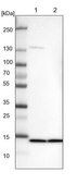 Anti-SF3B6 antibody produced in rabbit Prestige Antibodies® Powered by Atlas Antibodies, affinity isolated antibody, buffered aqueous glycerol solution