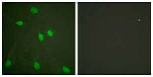 Anti-Histone H3 antibody produced in rabbit affinity isolated antibody
