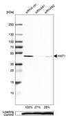 Anti-HAT1 antibody produced in rabbit Prestige Antibodies&#174; Powered by Atlas Antibodies, affinity isolated antibody, buffered aqueous glycerol solution