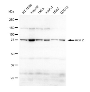 Anti Axin 2 Antibody, clone 23GB1545, Rabbit Monoclonal clone 23GB1545, recombinant rabbit monoclonal, expressed in HEK293 cells