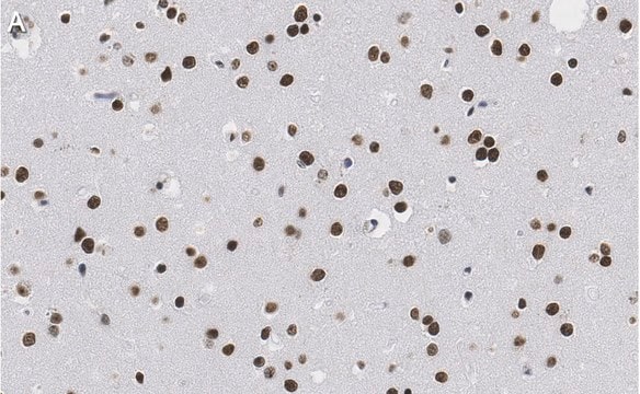 Anti-Nuclei Antibody, clone 3E1.3 ZooMAb&#174; Mouse Monoclonal recombinant, expressed in HEK 293 cells