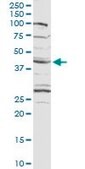 Anti-CXADR antibody produced in rabbit purified immunoglobulin, buffered aqueous solution