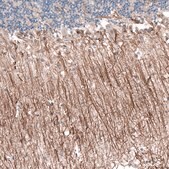 Monoclonal Anti-P2RX7 antibody produced in mouse Prestige Antibodies® Powered by Atlas Antibodies, clone CL11508, purified antibody (Protein A)