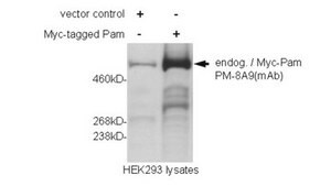 抗-MYCBP2 抗体，克隆PM-8A9 clone PM-8A9, from mouse