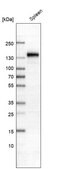 Monoclonal Anti-CD163 antibody produced in mouse Prestige Antibodies® Powered by Atlas Antibodies, clone CL10652, purified antibody (Protein A)