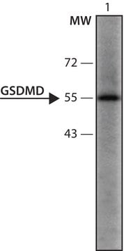 Anti-GSDMD (126-138) antibody produced in rabbit IgG fraction of antiserum, buffered aqueous solution