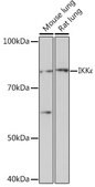 Anti-IKKε Antibody, clone 5N4J8, Rabbit Monoclonal