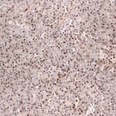 Monoclonal Anti-Foxo3 Antibody Produced In Mouse Prestige Antibodies® Powered by Atlas Antibodies, clone CL13589, affinity isolated antibody, buffered aqueous glycerol solution