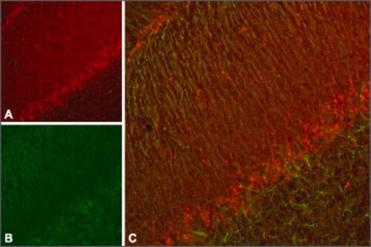 Anti-Potassium Channel KV11.3 (erg3) 兔抗 affinity isolated antibody, lyophilized powder