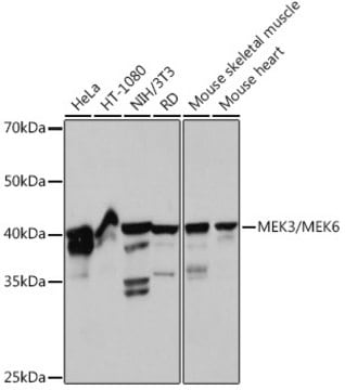 Anti-MEK3/MEK6 Antibody, clone 8R1J5, Rabbit Monoclonal
