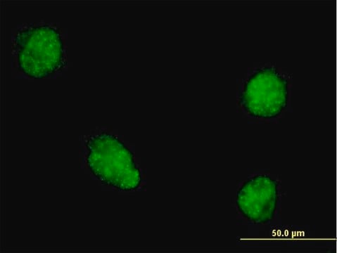 Monoclonal Anti-TWIST1 antibody produced in mouse clone 4G10, purified immunoglobulin, buffered aqueous solution