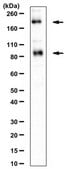 Anti-mGluR2 Antibody from rabbit, purified by affinity chromatography