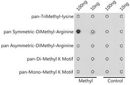 Anti-pan-Symmetric-Di-Methyl Arginine antibody produced in rabbit