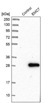 Anti-EMC7 antibody produced in rabbit Prestige Antibodies® Powered by Atlas Antibodies, affinity isolated antibody, buffered aqueous glycerol solution