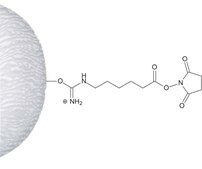 Activated CH-Sepharose™ 4B lyophilized powder