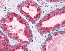 Anti-BCAS1 / NABC1 antibody produced in rabbit affinity isolated antibody