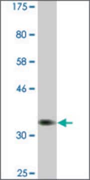 Monoclonal Anti-PSAT1, (C-terminal) antibody produced in mouse clone 1C2, ascites fluid