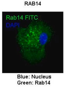 Anti-RAB14 antibody produced in rabbit affinity isolated antibody