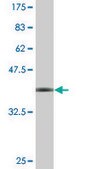 Monoclonal Anti-WDR79 antibody produced in mouse clone 1F12, purified immunoglobulin, buffered aqueous solution